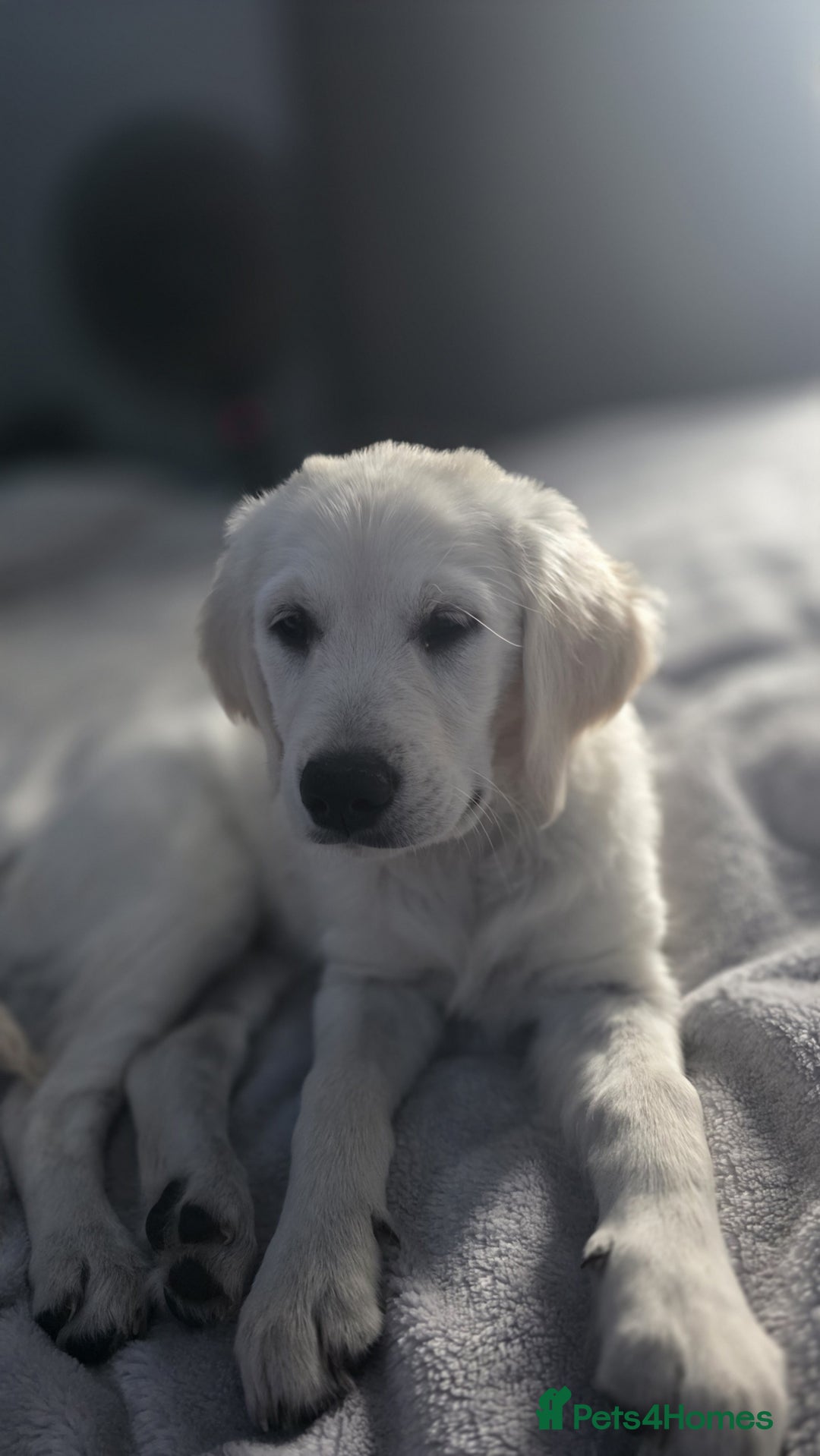 Golden Retriever dogs for sale: Female golden for sale  - Image 3