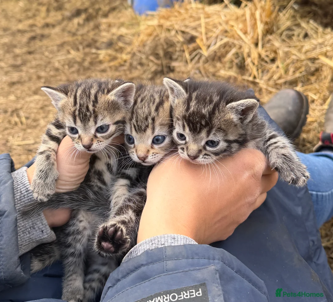 Mixed Breed cats for sale: Tabby kittens for Sale  in Aylesbury - Advert 1