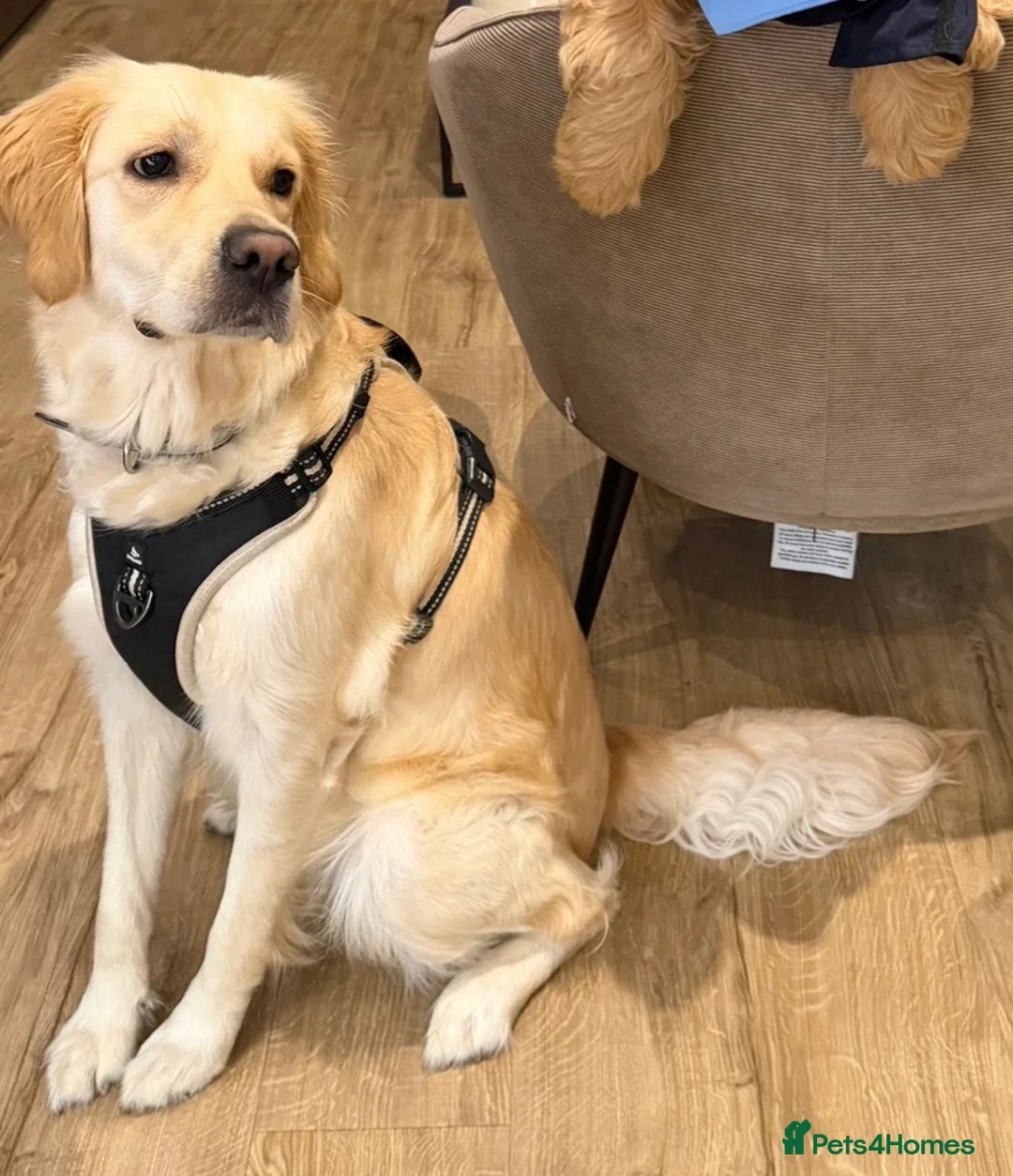 Golden Retriever dogs for sale: Champion line-KC Reg. Golden Retriever Puppies💖💙 - Advert 3