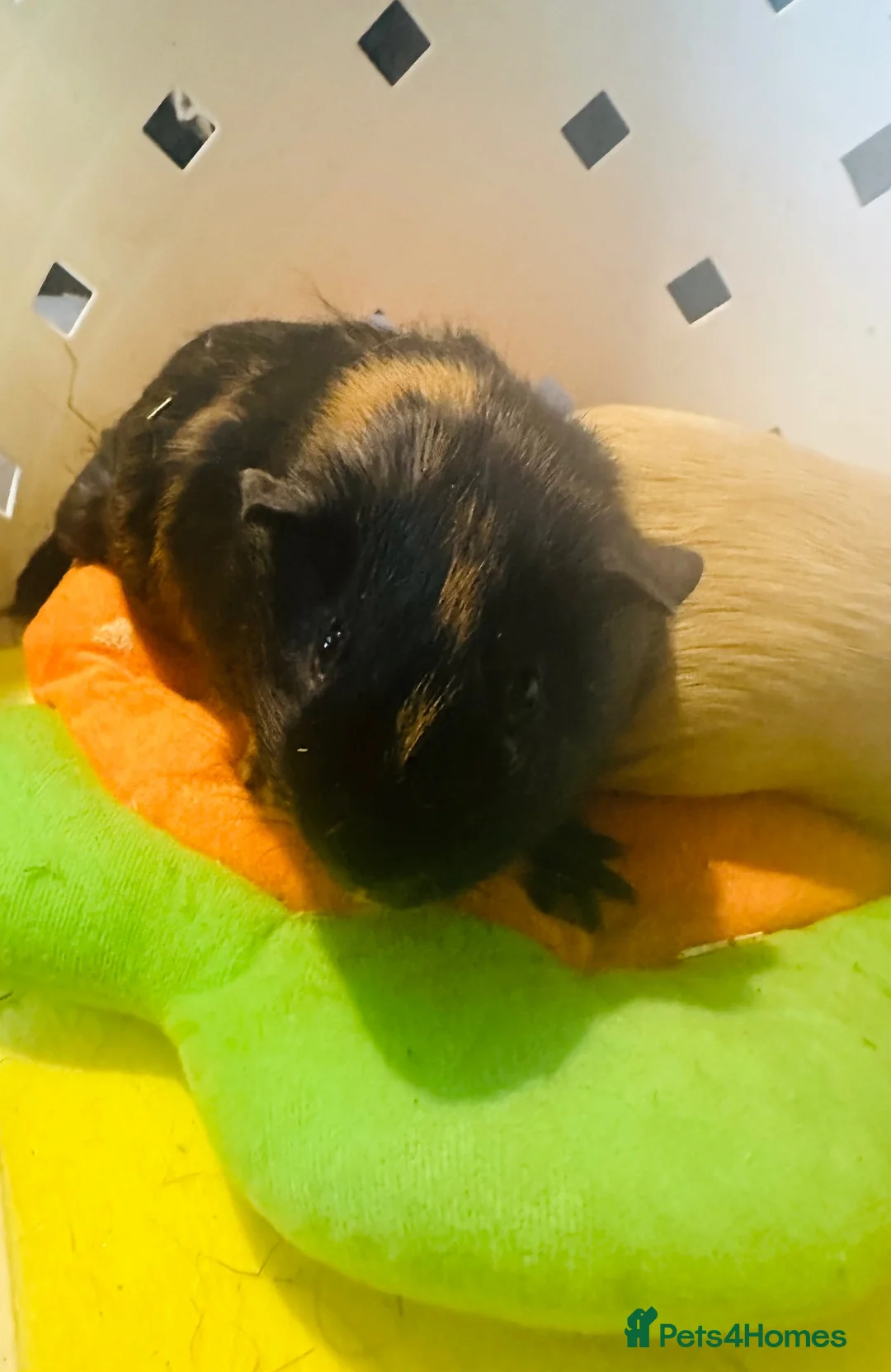 Guinea Pig rodents for sale: Piggies  in Chesterfield - Advert 2