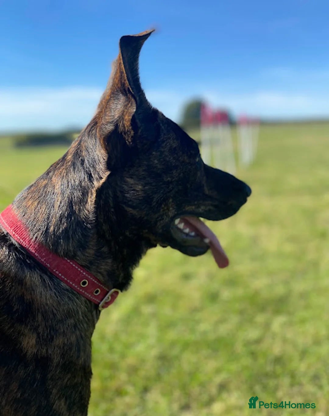 Mixed Breed dogs for adoption: 💔 Handsome Oscar is looking for his forever home  - Advert 2