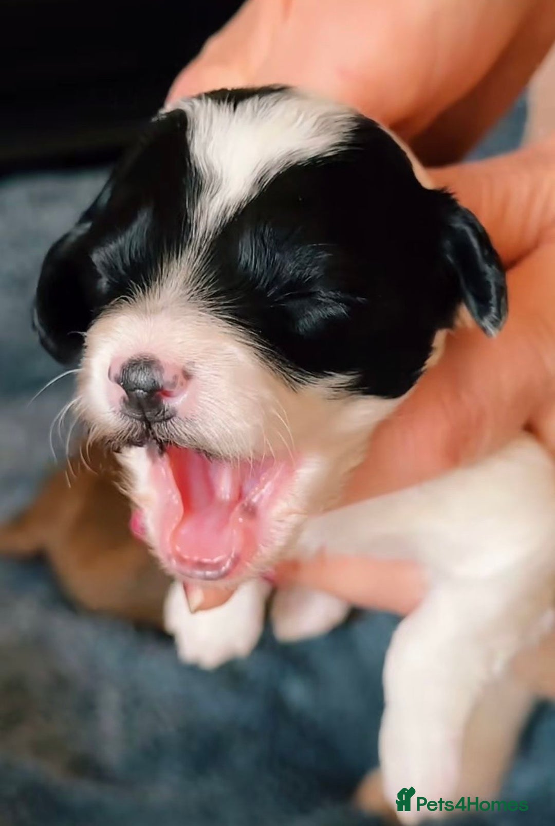 Cavapoo dogs for sale: F1b Cavapoos - Advert 7