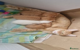 Mixed Breed cats for sale: Only one beautiful kitten remaining! - Image 3