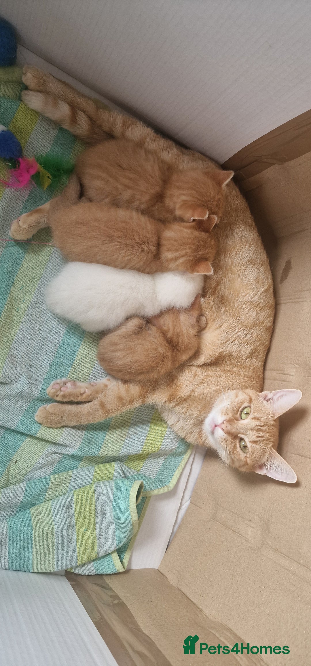 Mixed Breed cats for sale: Only one beautiful kitten remaining! - Image 3
