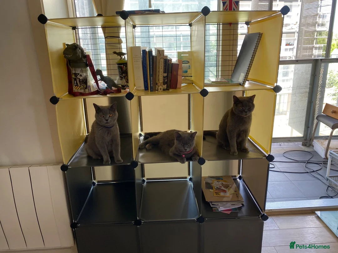 British Shorthair cats for sale: 2 Pedigree British blue Queens - Advert 2