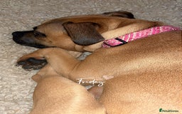 Mixed Breed dogs for sale: Reya Rehoming  - Image 2