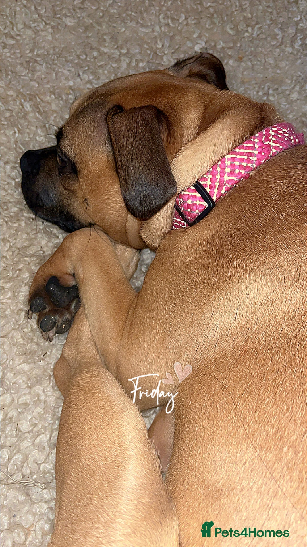 Mixed Breed dogs for sale: Reya Rehoming  - Image 2