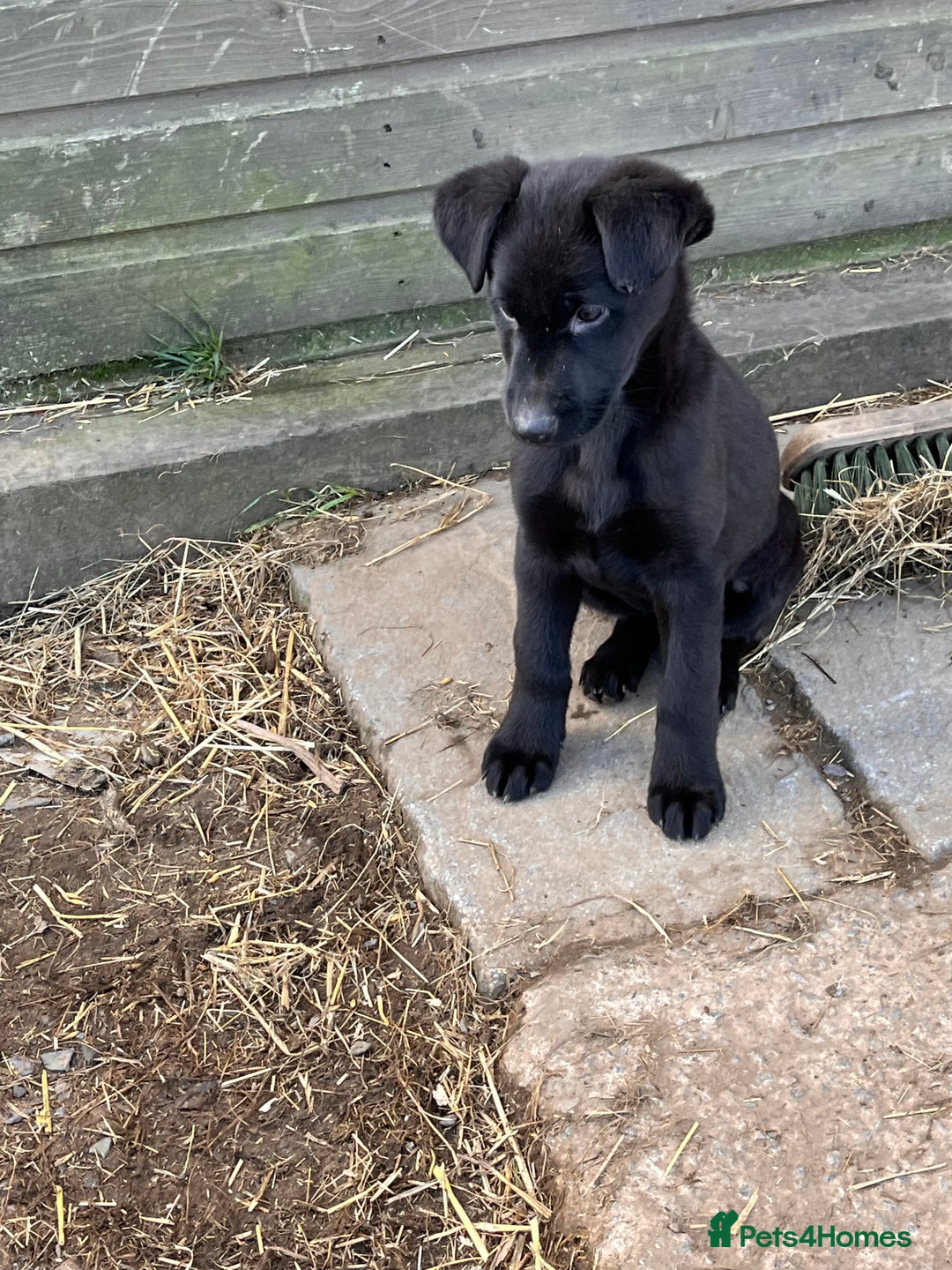 Labrador Retriever dogs for sale: Last incredible little girl  - Advert 23
