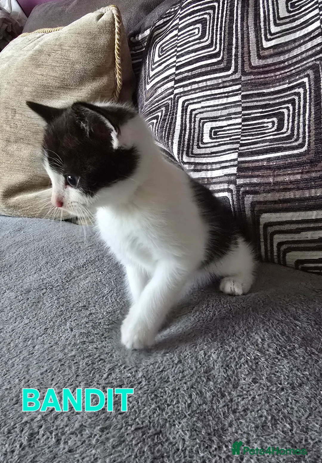 Mixed Breed cats for sale: 3 Beautiful Black & White kittens - Advert 13