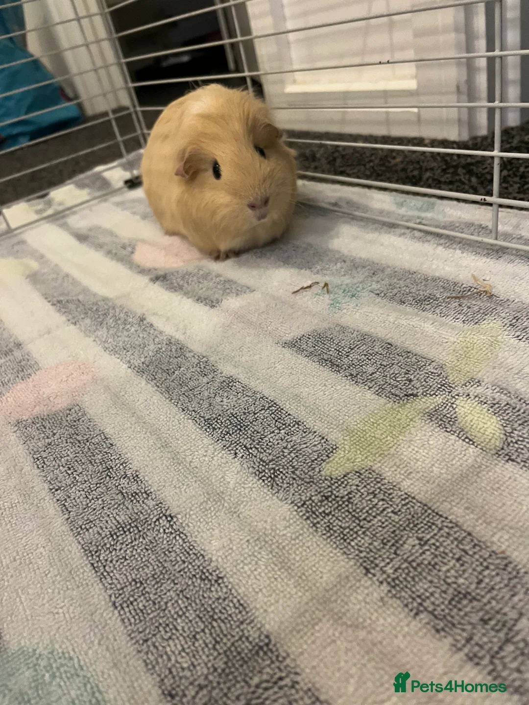 Guinea Pig rodents for sale: Two female guinea pings - Advert 2