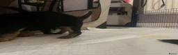 Yorkshire Terrier dogs for sale: Yorkshire Terrier puppies 🐶  - Advert 20