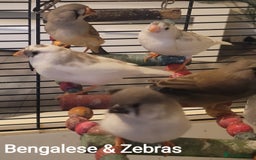 Finches birds for sale: Baby finches for sale £10 each - Image 1
