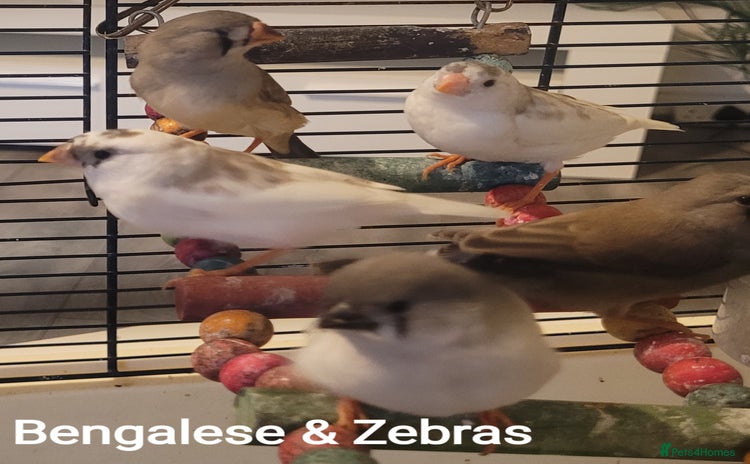 Finches birds - Advert 5