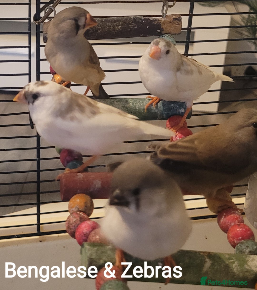 Finches birds for sale: Baby finches for sale £10 each - Image 1