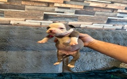 American Bully dogs for sale: 🐾 ABKC Registered Micro/Pocket Bully Puppies! 🐾 - Image 7
