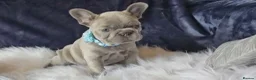 French Bulldog dogs for sale: 🐶💜 KC Registered French Bulldog Puppies - Advert 15