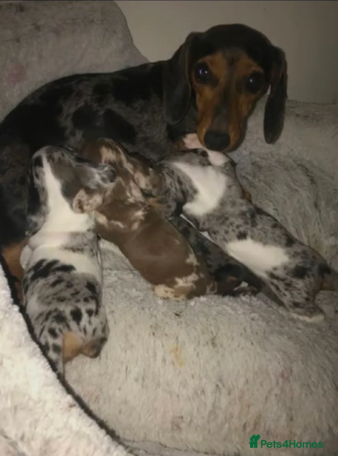 Miniature Dachshund dogs for sale: Miniature Dachshund Puppies in Kilmarnock - Advert 2