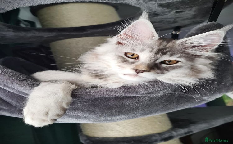 Maine Coon cats - Advert 2