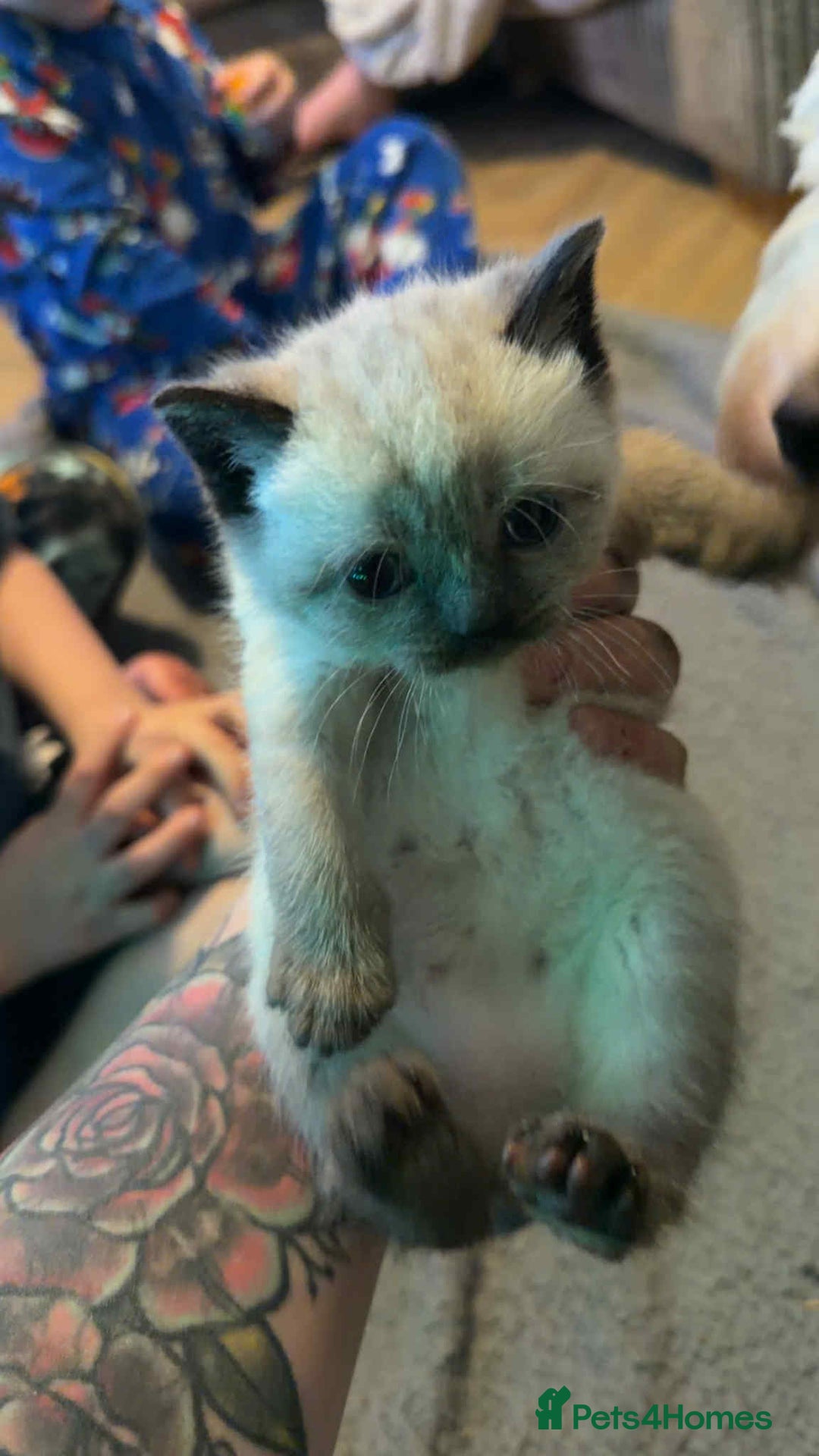 British Shorthair cats for sale: British shorthair kittens  - Advert 6