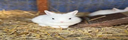 Lionhead rabbits for sale: 5x gorgeous white fluffy lionhead bunnies  - Advert 10