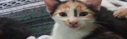 Mixed Breed cats for sale: Kittens for sale  - Advert 9