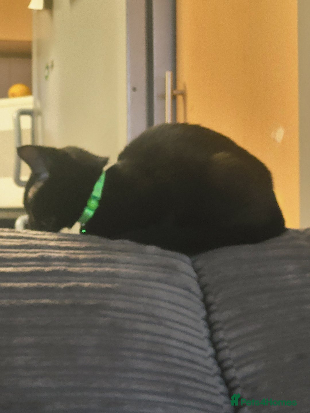 Mixed Breed cats for sale: Our salem. Would take less then £50  - Advert 3