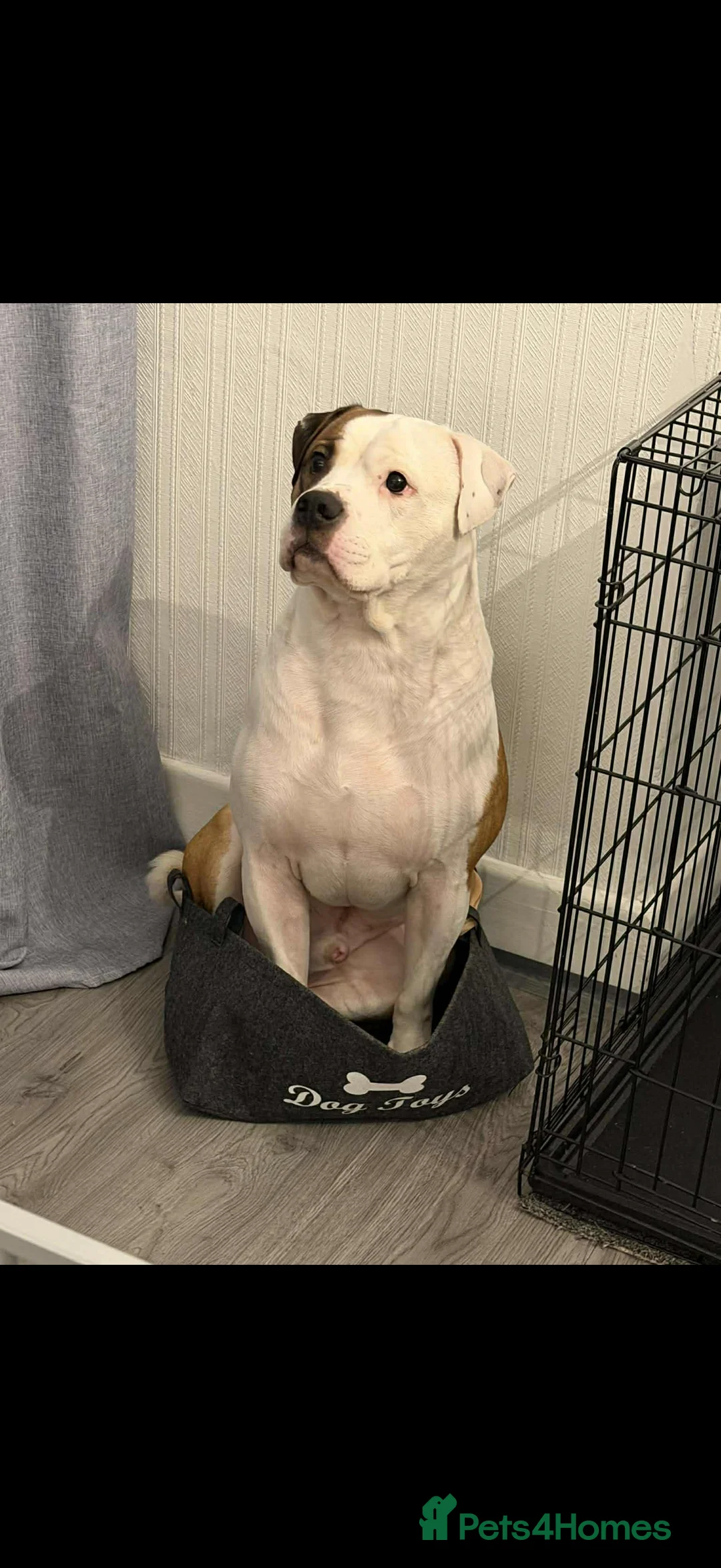 American Bully dogs for sale: American bully classic puppies for sale  - Advert 21