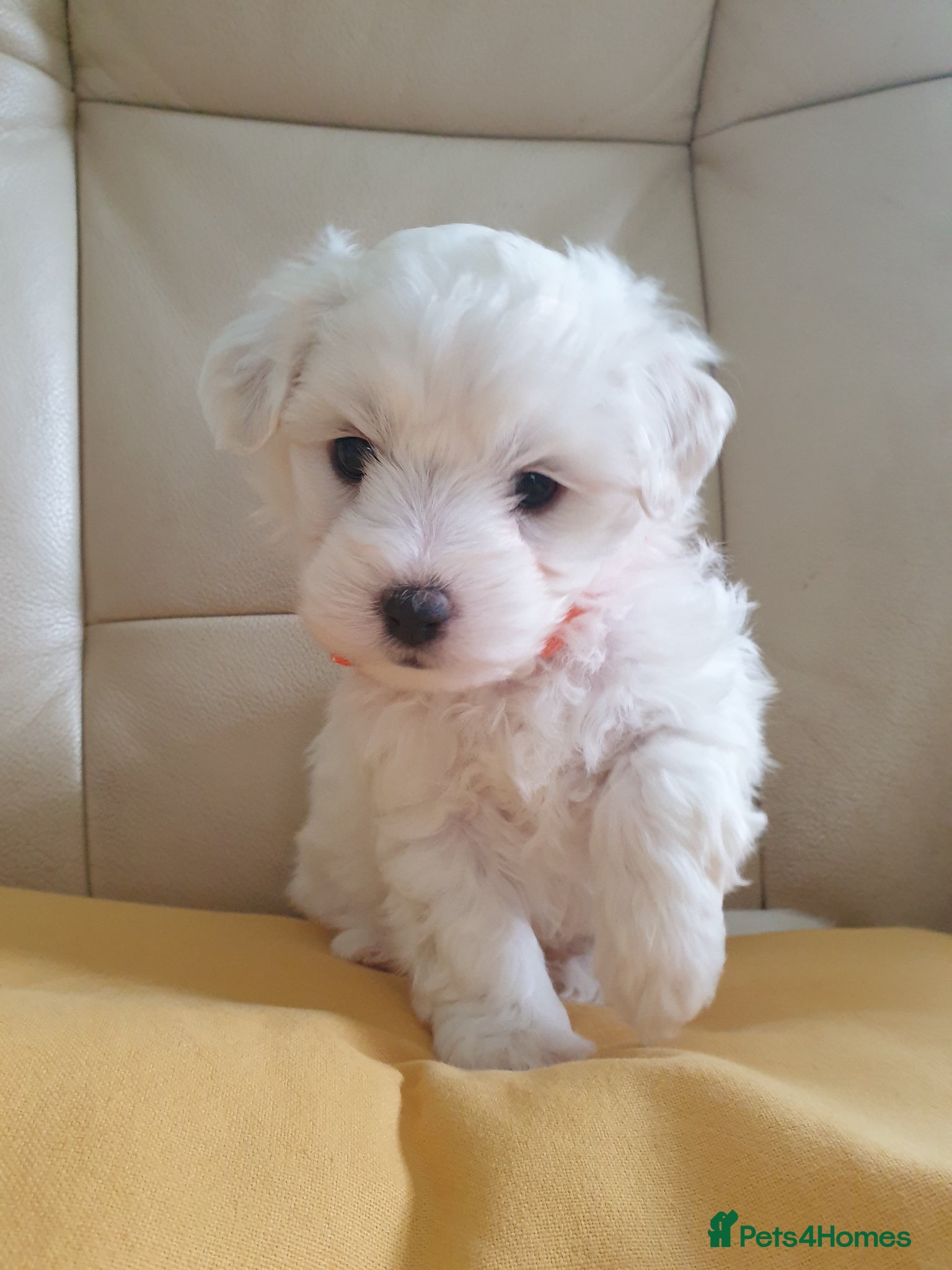 Coton De Tulear dogs K.C. Reg. Coton de Tulear, health tested parents - Advert 1