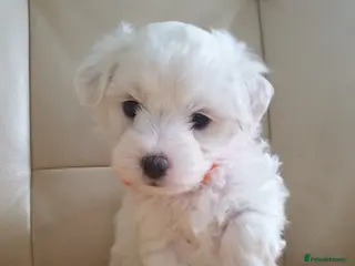 Coton De Tulear dogs K.C. Reg. Coton de Tulear, health tested parents - Advert 2