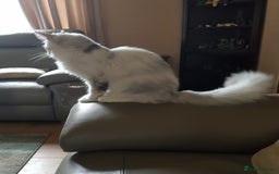 Maine Coon cats for sale: Pure bread maine coon kittens ready to go now  in Rochdale - Image 7