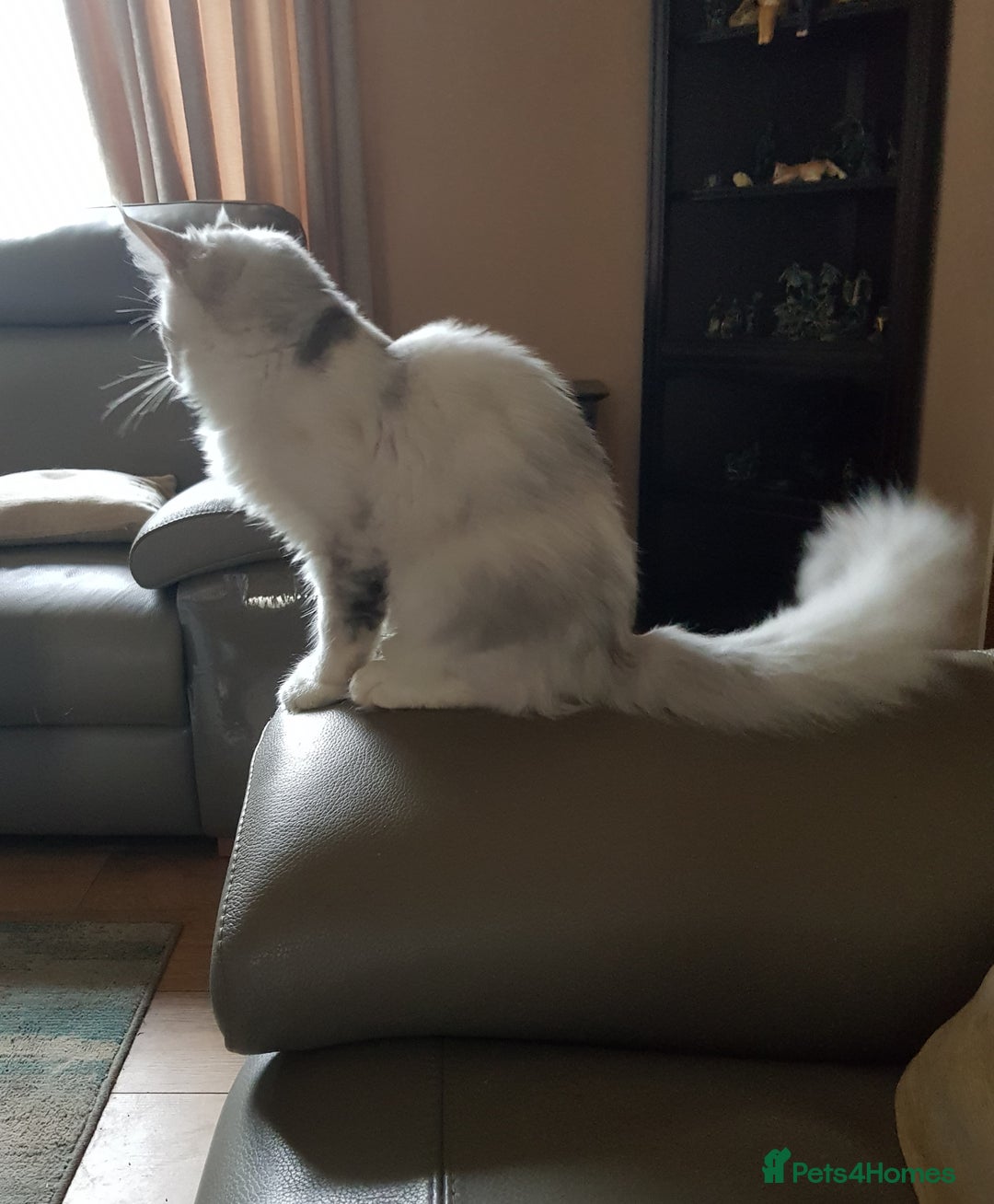 Maine Coon cats for sale: Pure bread maine coon kittens ready to go now  in Rochdale - Image 7