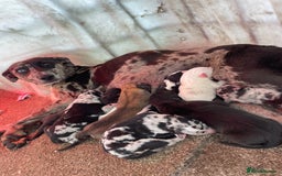 Whippet dogs for sale: Collie X whippet X whippet  - Image 18