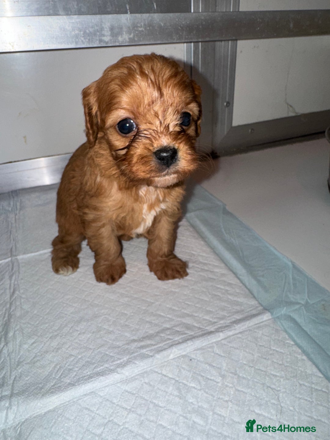 Cavapoo dogs for sale:   ✨ Adorable Miniature Cavapoo Puppies ✨ - Advert 17