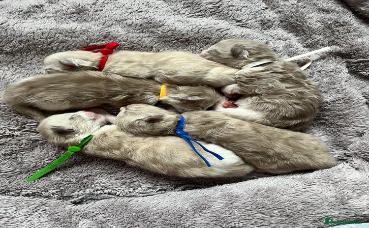 Ragdoll cats - Advert 8