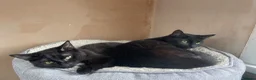Domestic Shorthair cats for adoption: Magic and Merlin, 7 month old sibling pair  - Advert 4