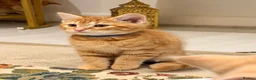 British Shorthair cats for sale: Maine coon Mix golden British short hair in London - Advert 15