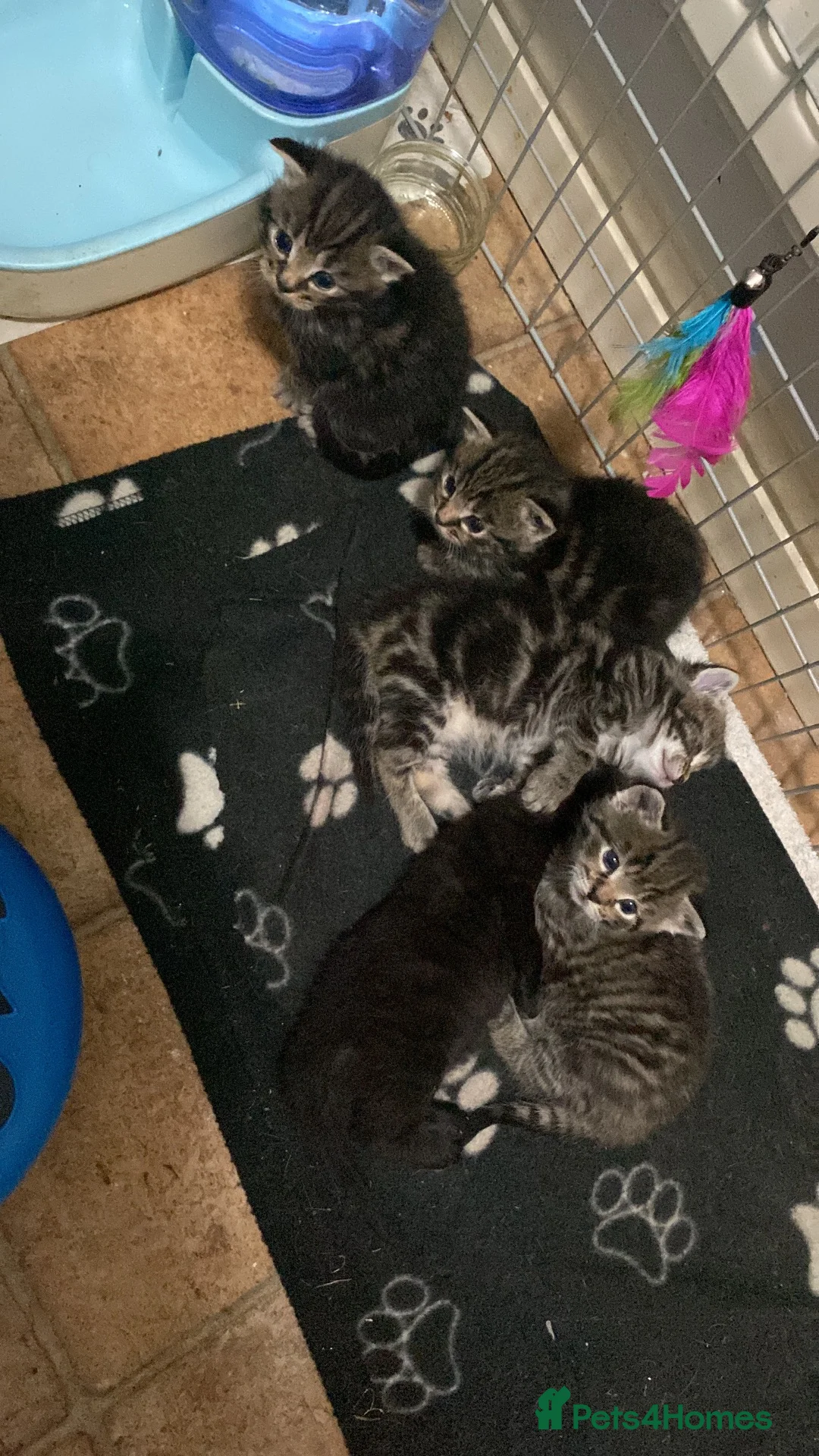 British Shorthair cats for sale: BSH kittens - Advert 2