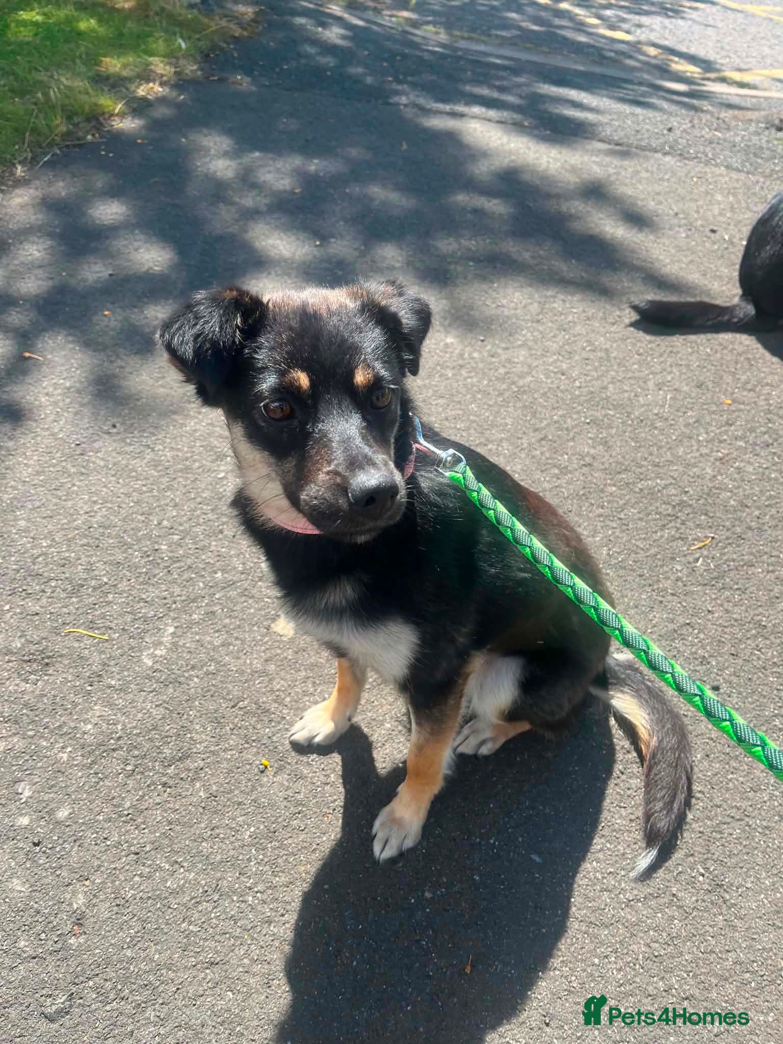 Mixed Breed dogs Meadow 🩷 - Advert 1