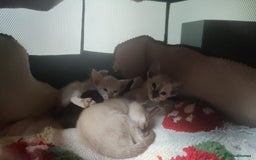 Oriental cats for sale: Havana Brown and Snow Lynx Bengal Cross kittens - Image 9