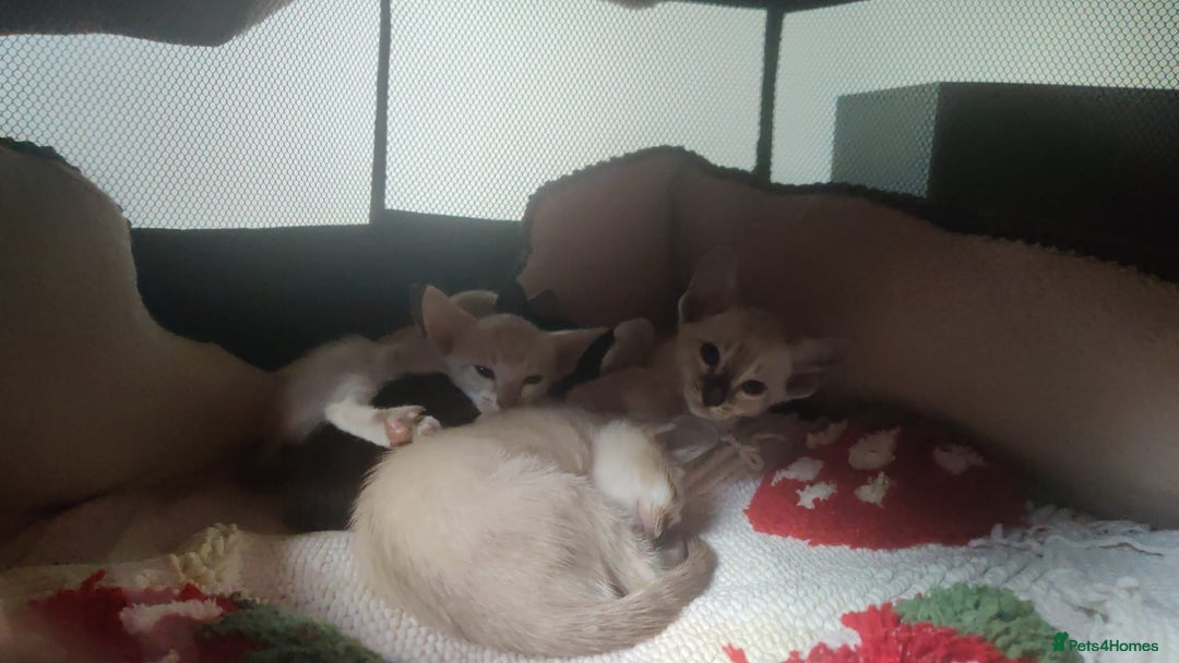 Oriental cats for sale: Havana Brown and Snow Lynx Bengal Cross kittens - Image 9