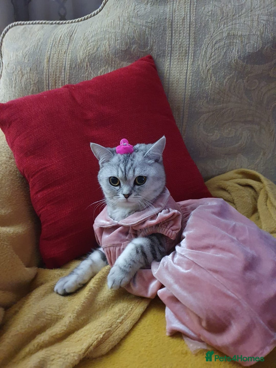 British Shorthair cats for sale: Mom and baby boy - Image 3