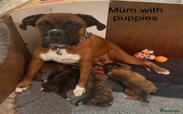 Boxer dogs for sale: Boxer Puppies  - Advert 16