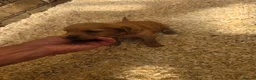 Golden Retriever dogs for sale: Kc registered dark red pups - Advert 2
