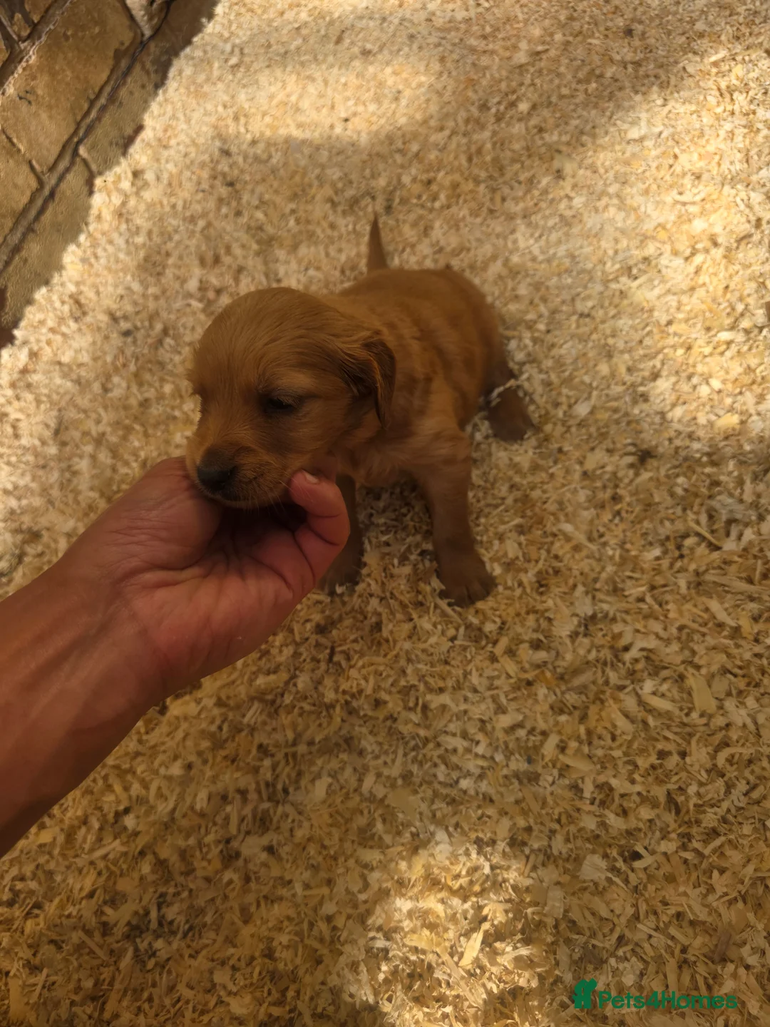 Golden Retriever dogs for sale: Kc registered dark red pups - Advert 2