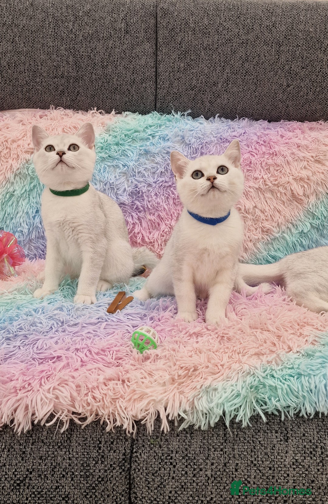 British Shorthair cats for sale: British Shorthair Silver Chinchilla  - Image 6