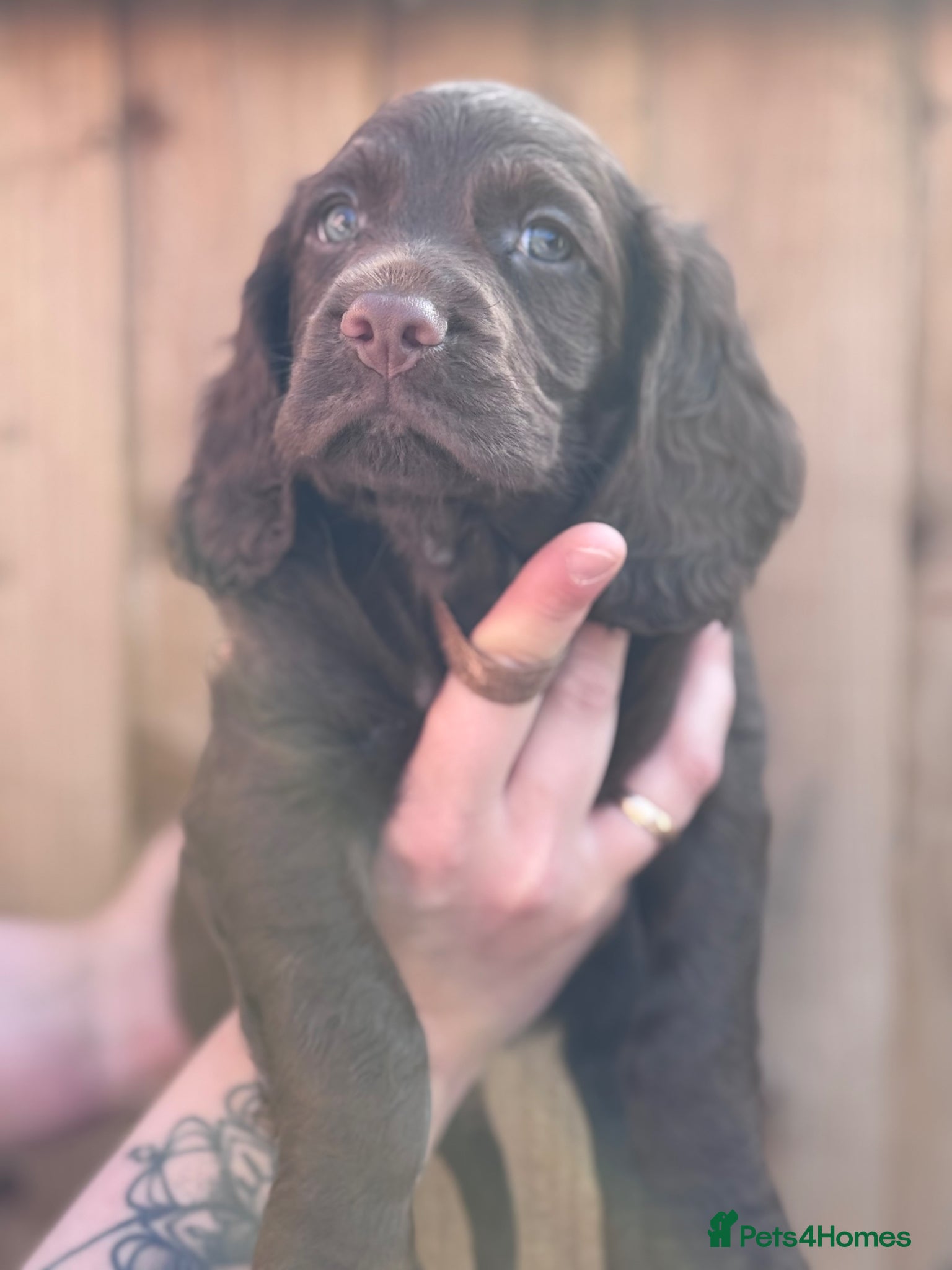 Cocker Spaniel dogs Kc working cocker spaniels  - Advert 2