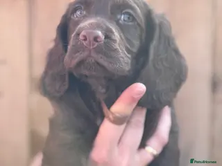 Cocker Spaniel dogs Kc working cocker spaniels - Advert 8