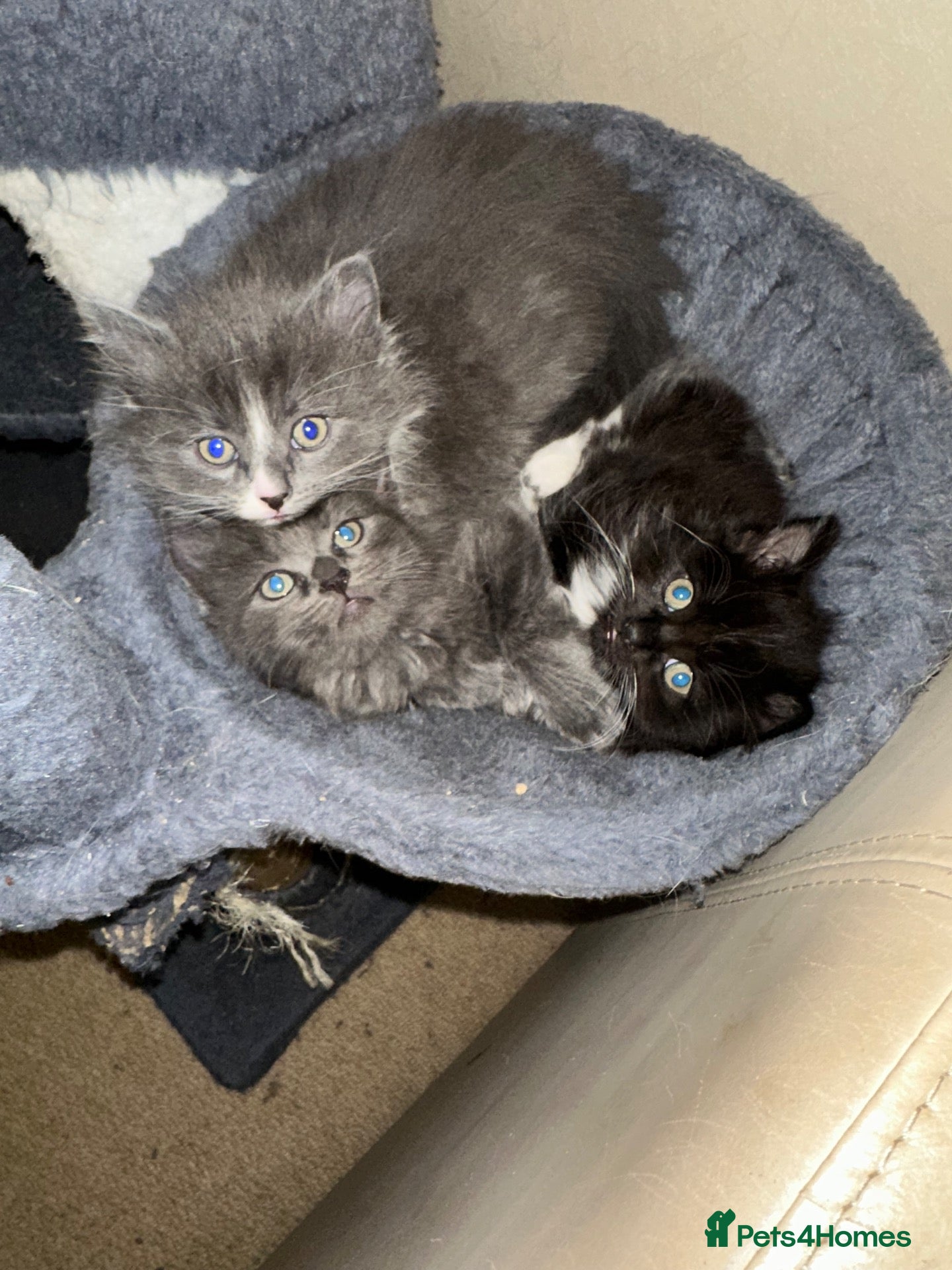 Ragdoll cats Rag doll x Russian Blue  - Advert 12