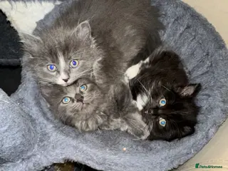 Ragdoll cats Rag doll x Russian Blue - Advert 2