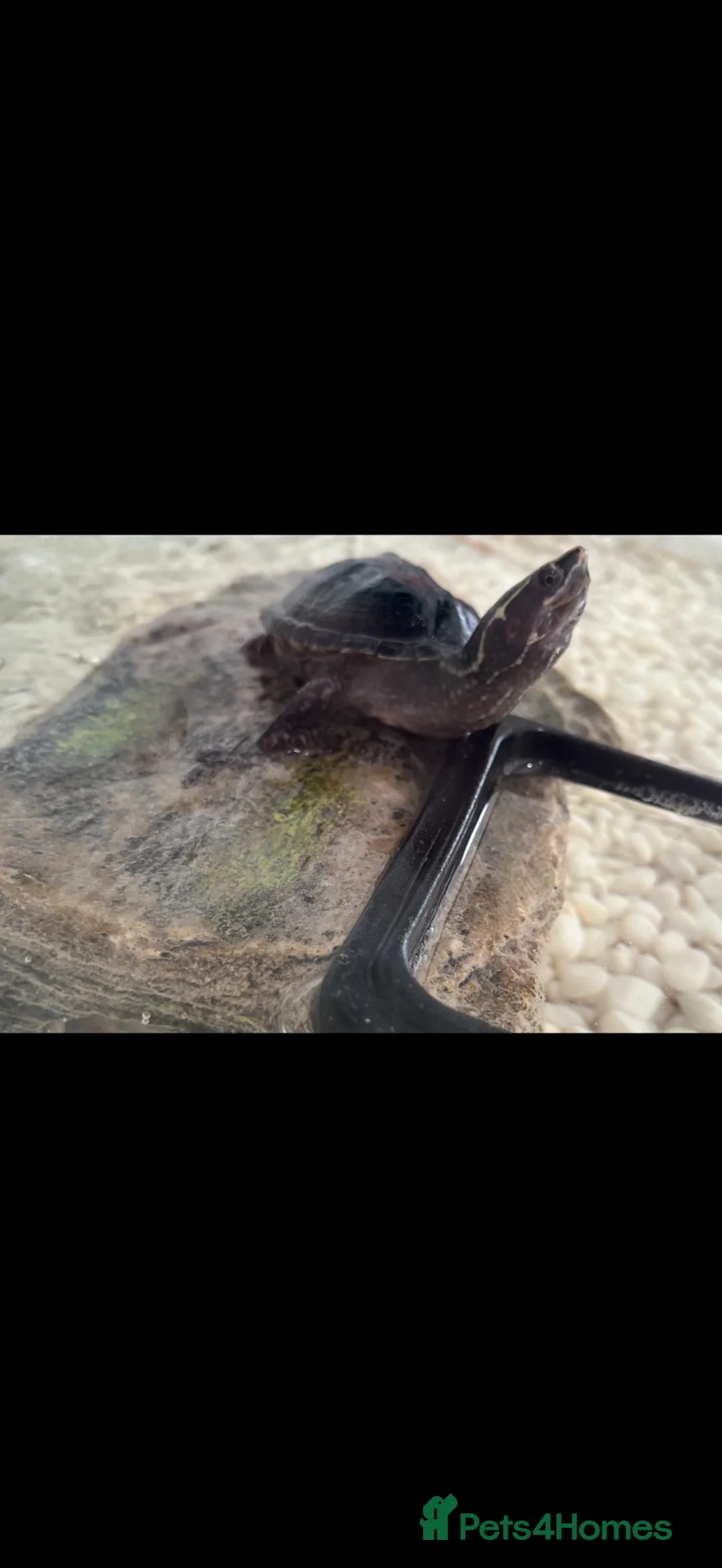 Turtle reptiles for sale: Musk Turtle  - Advert 2